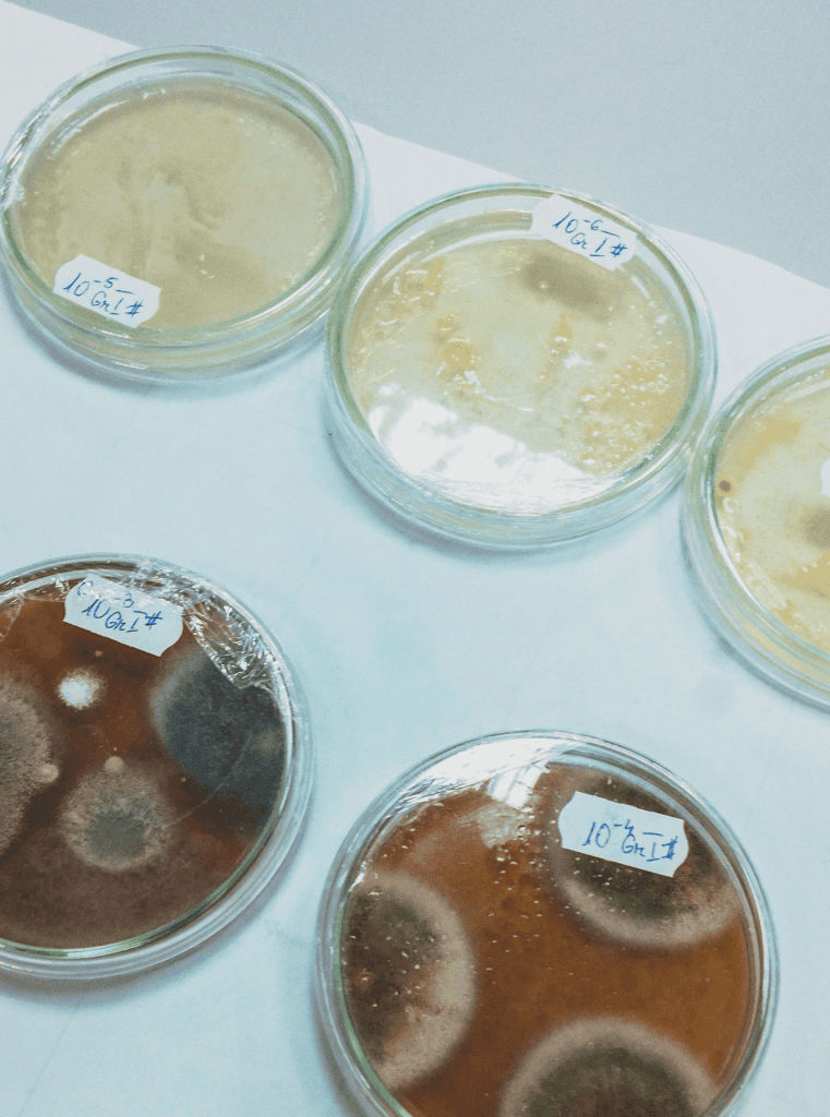 Petri dishes with different mold samples for testing